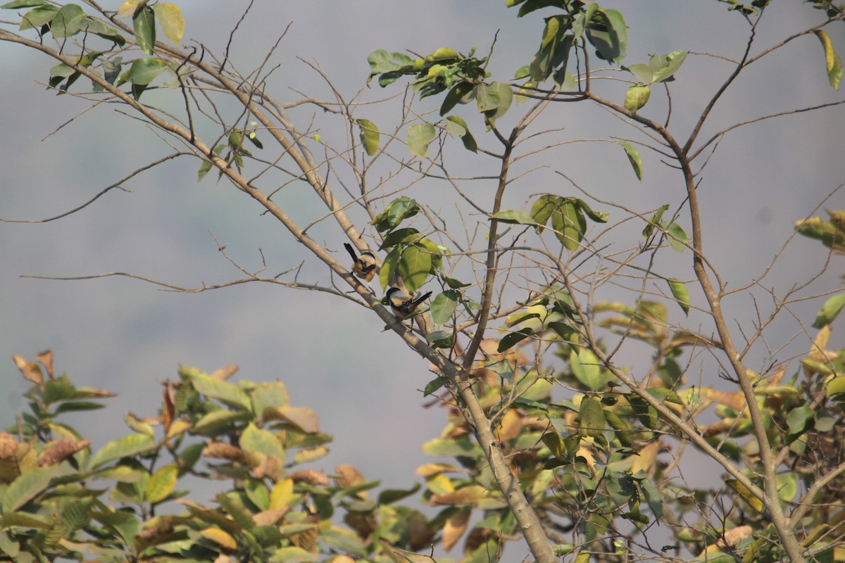 Long-tailed Shrike - Karthick VS