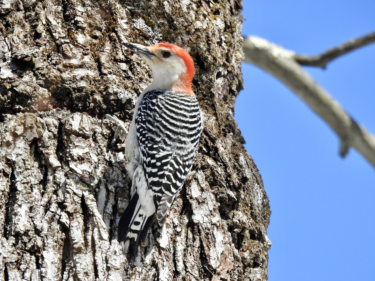 Red-bellied Woodpecker - ML547645151