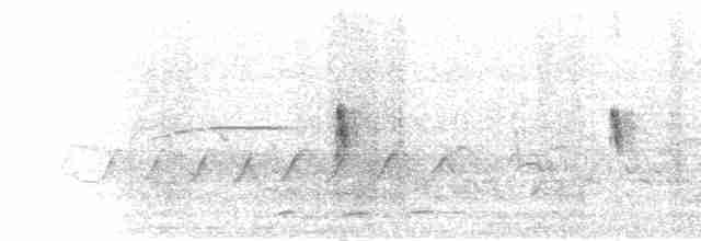  - White-bellied Minivet