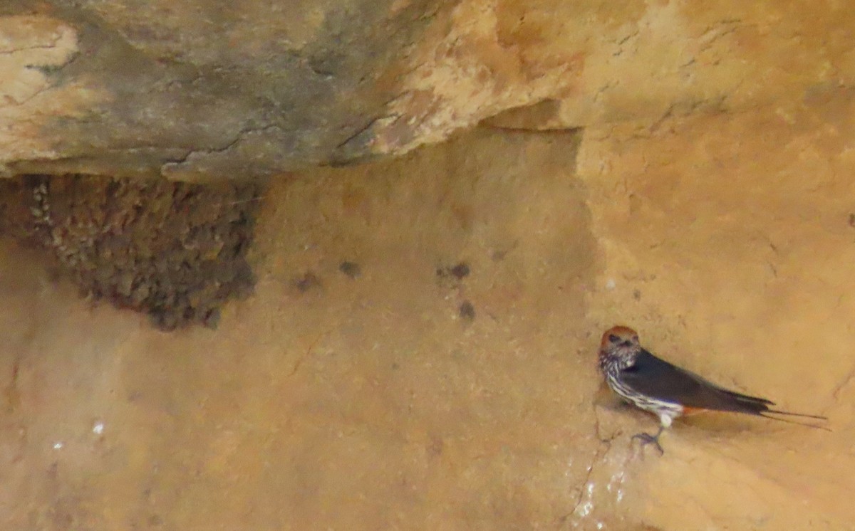 Lesser Striped Swallow - ML547652931