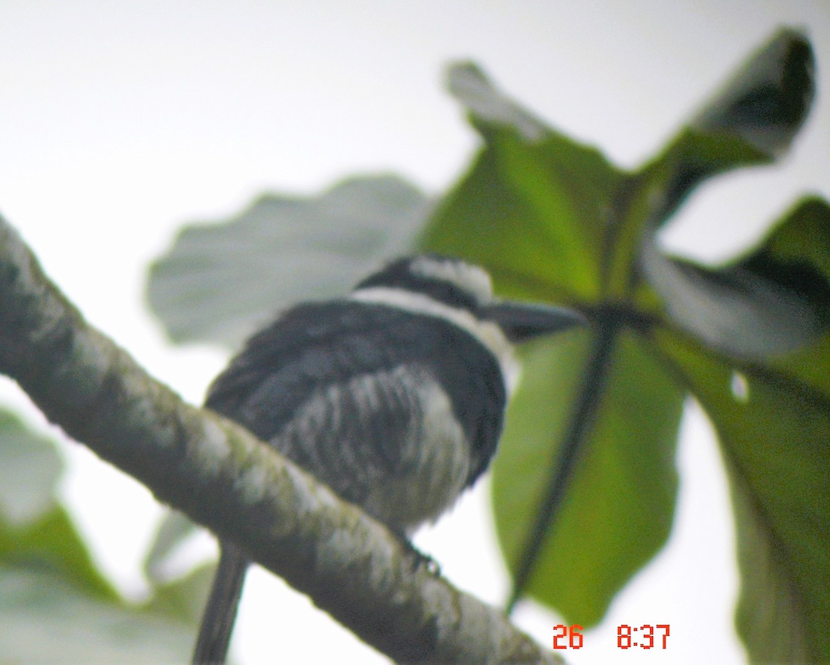 White-necked Puffbird - ML547653201