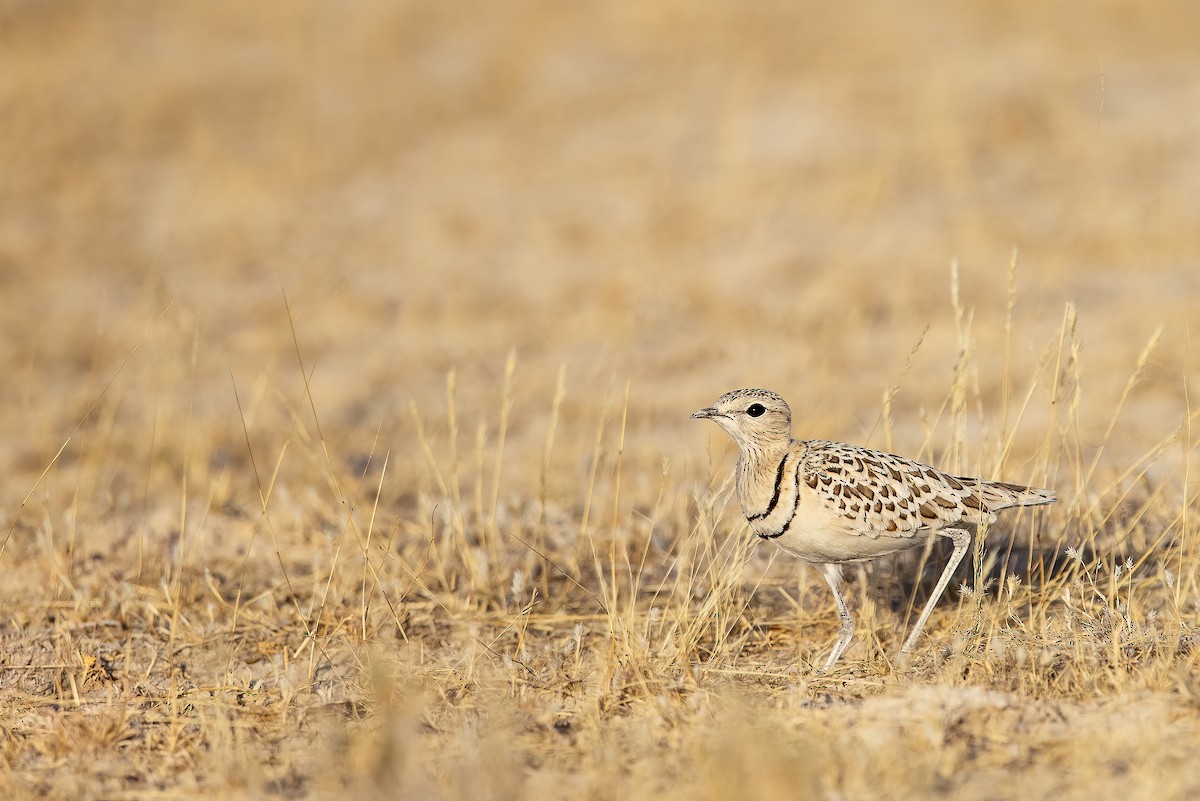 Double-banded Courser - ML547661811