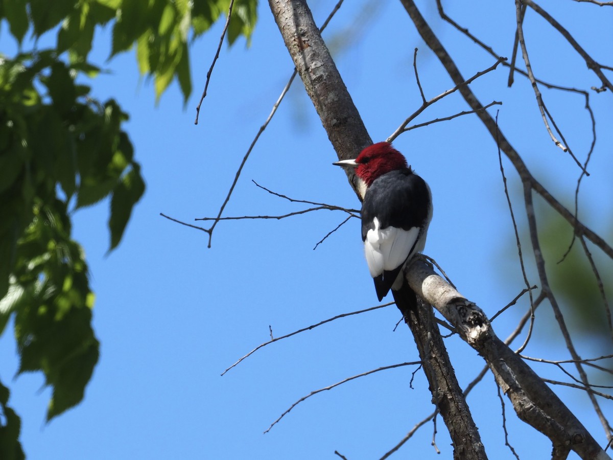 Red-headed Woodpecker - ML547661991