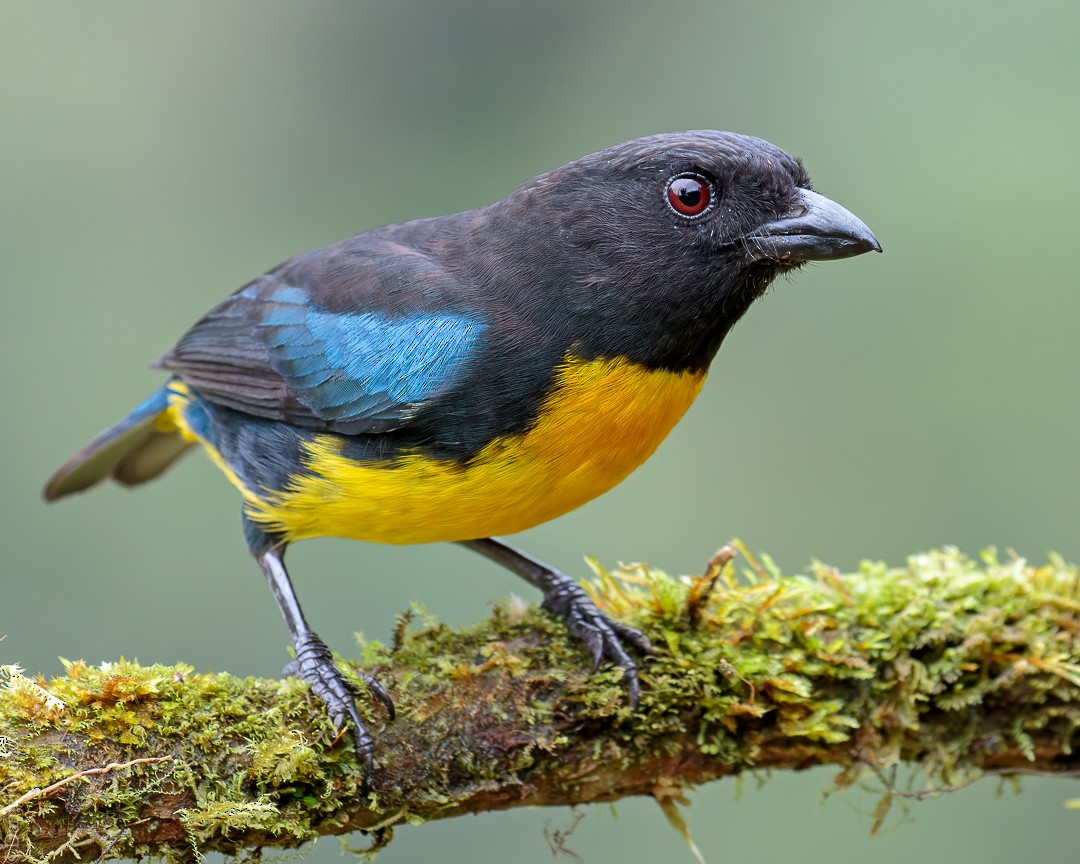 Black-and-gold Tanager - ML547663131