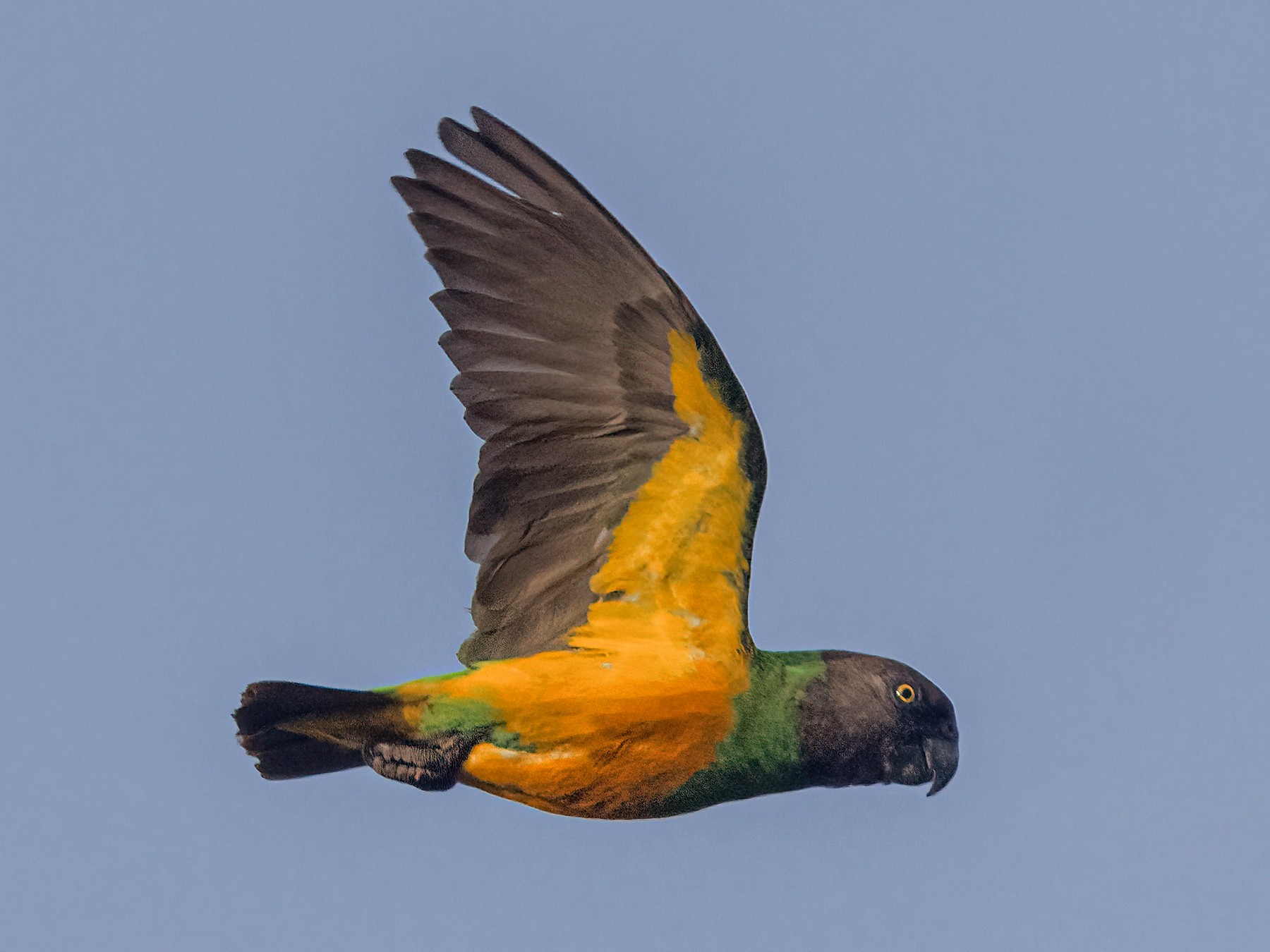 Senegal Parrot - Pascal De Munck