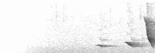  - Black-tailed Whistler