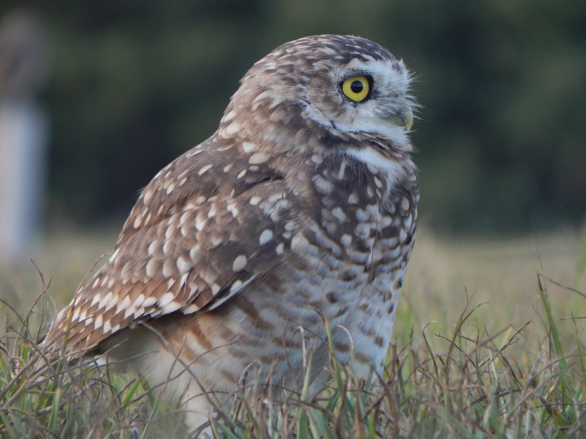 Burrowing Owl - ML547671771