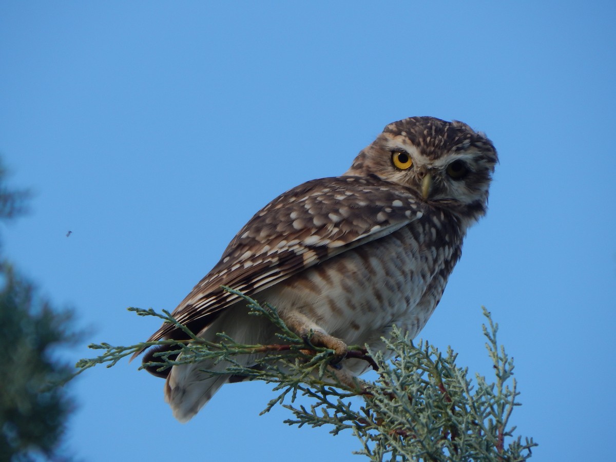 Burrowing Owl - ML547671801