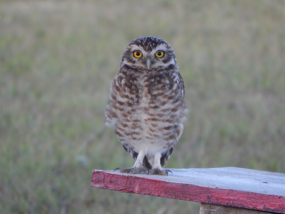 Burrowing Owl - ML547671811
