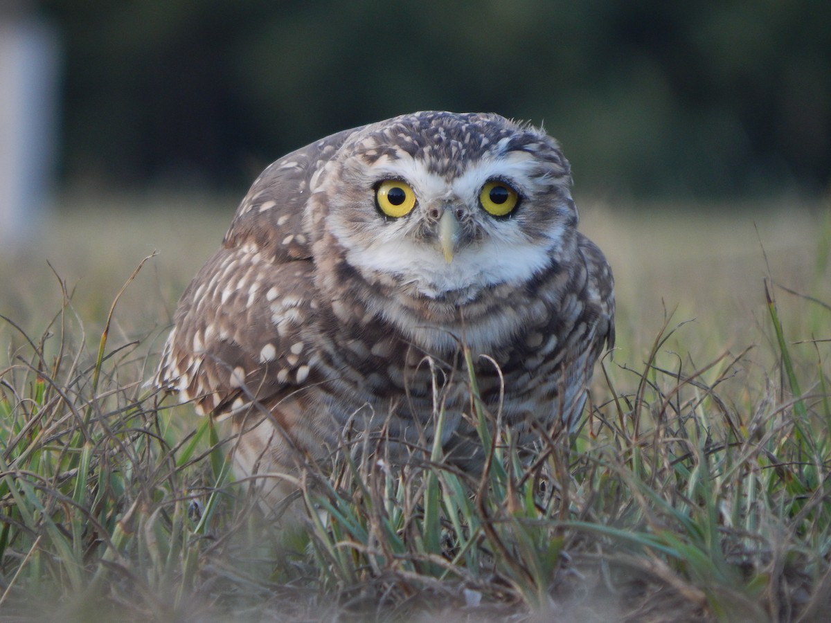 Burrowing Owl - ML547671841