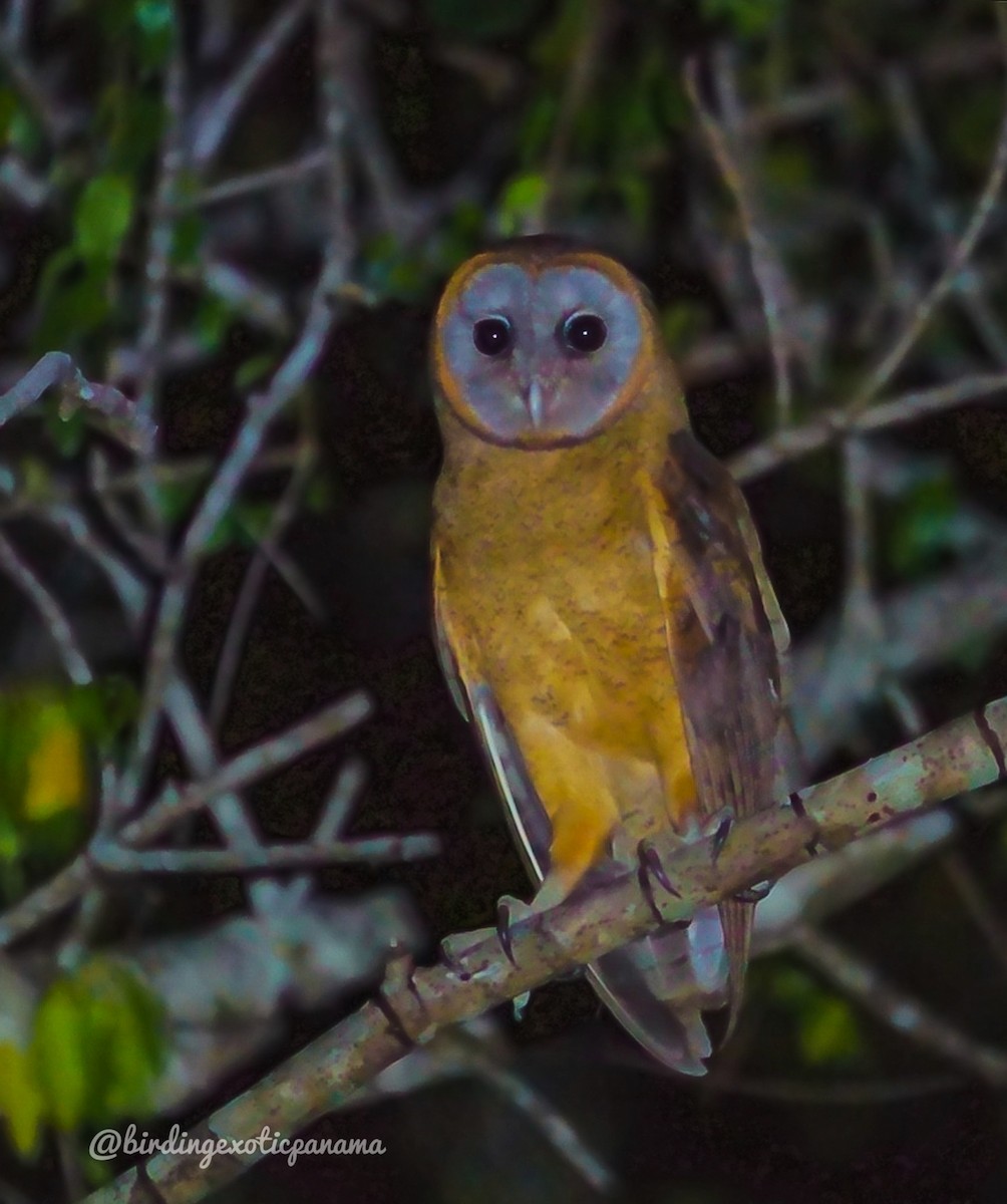 Ashy-faced Owl - Luis Paz