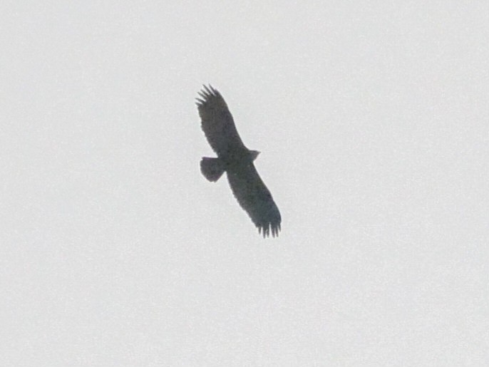 Lesser Spotted Eagle - Roger Horn