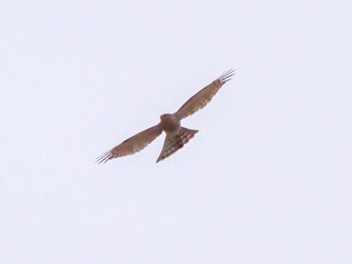 Eurasian Sparrowhawk - Roger Horn