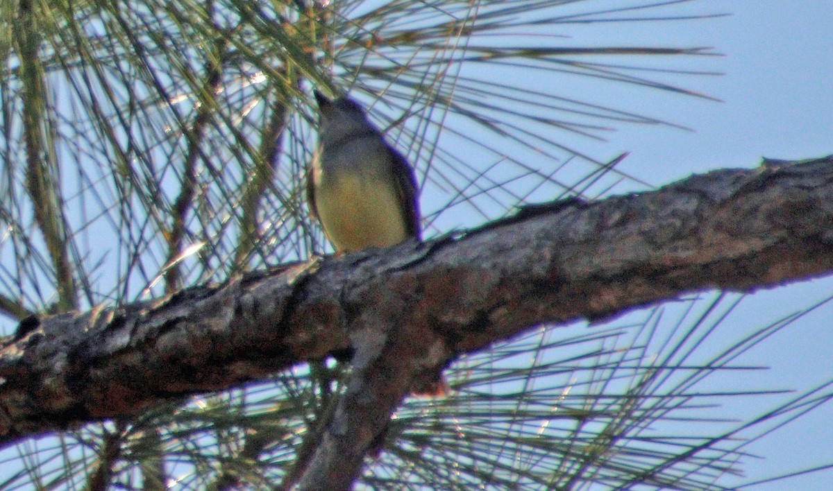 Great Crested Flycatcher - ML547684381