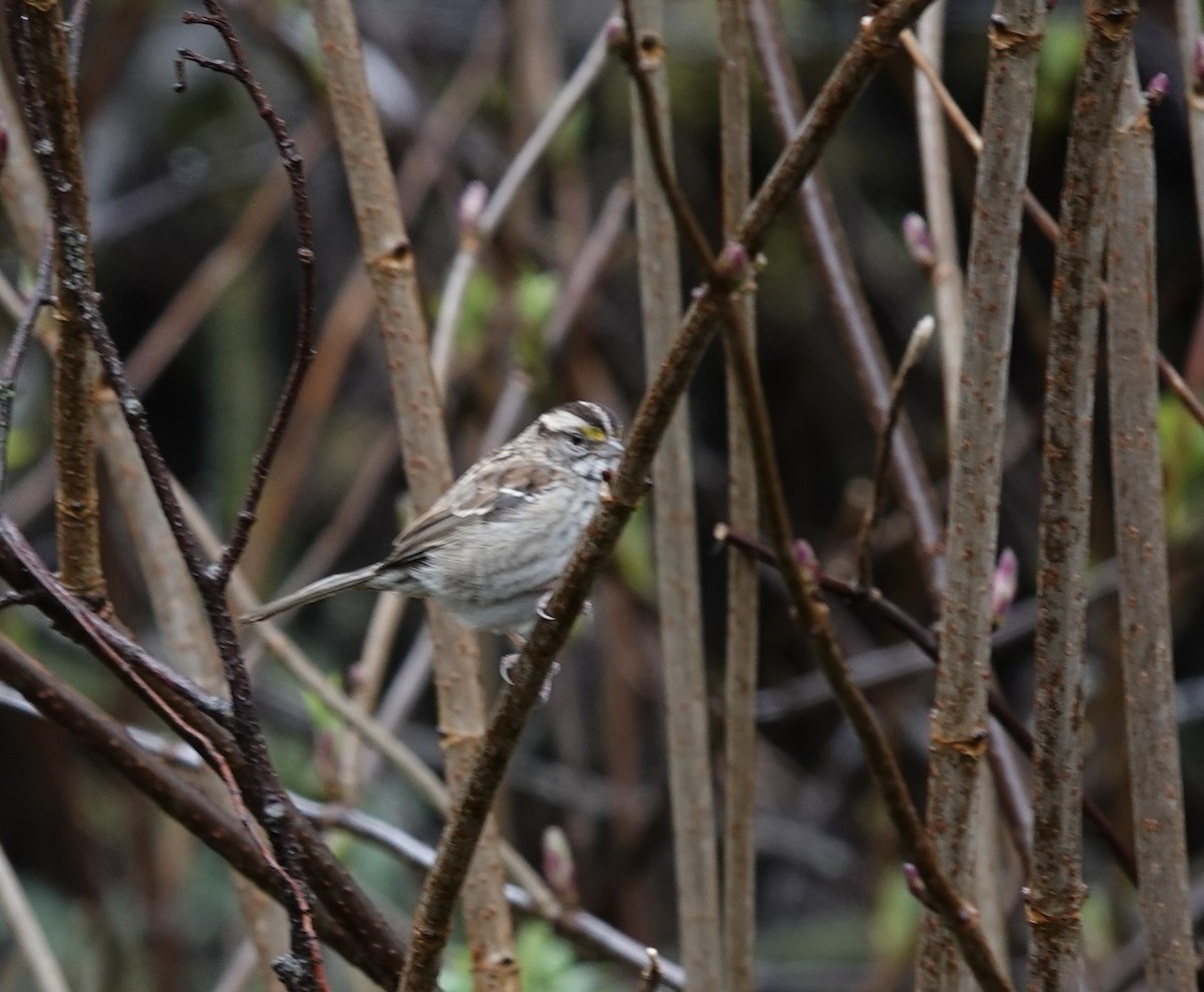 White-throated Sparrow - ML547686541