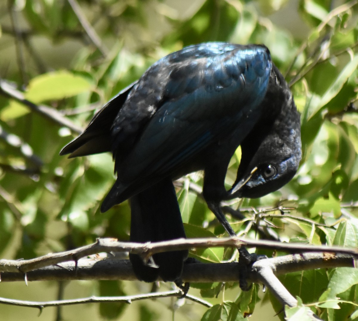 Cape Starling - Art Drauglis