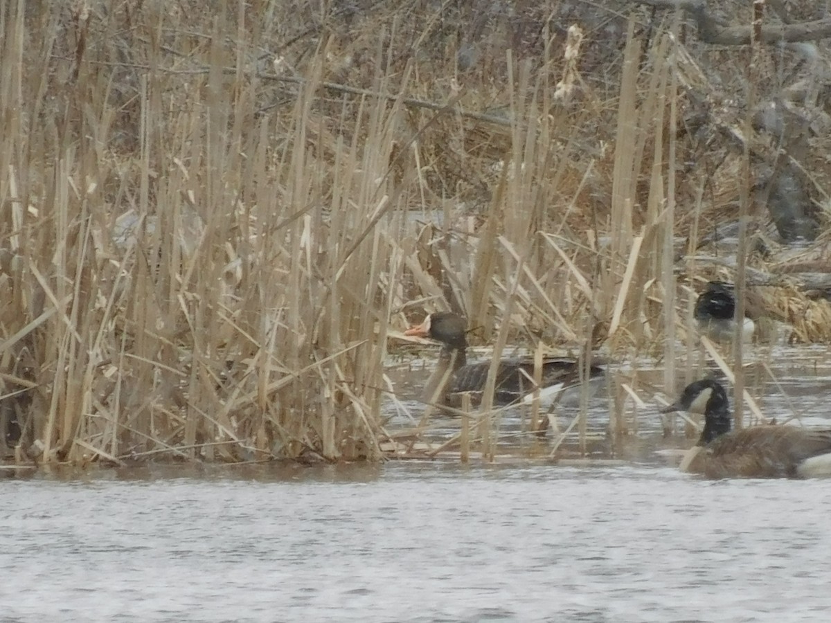 Greater White-fronted Goose - ML547697801