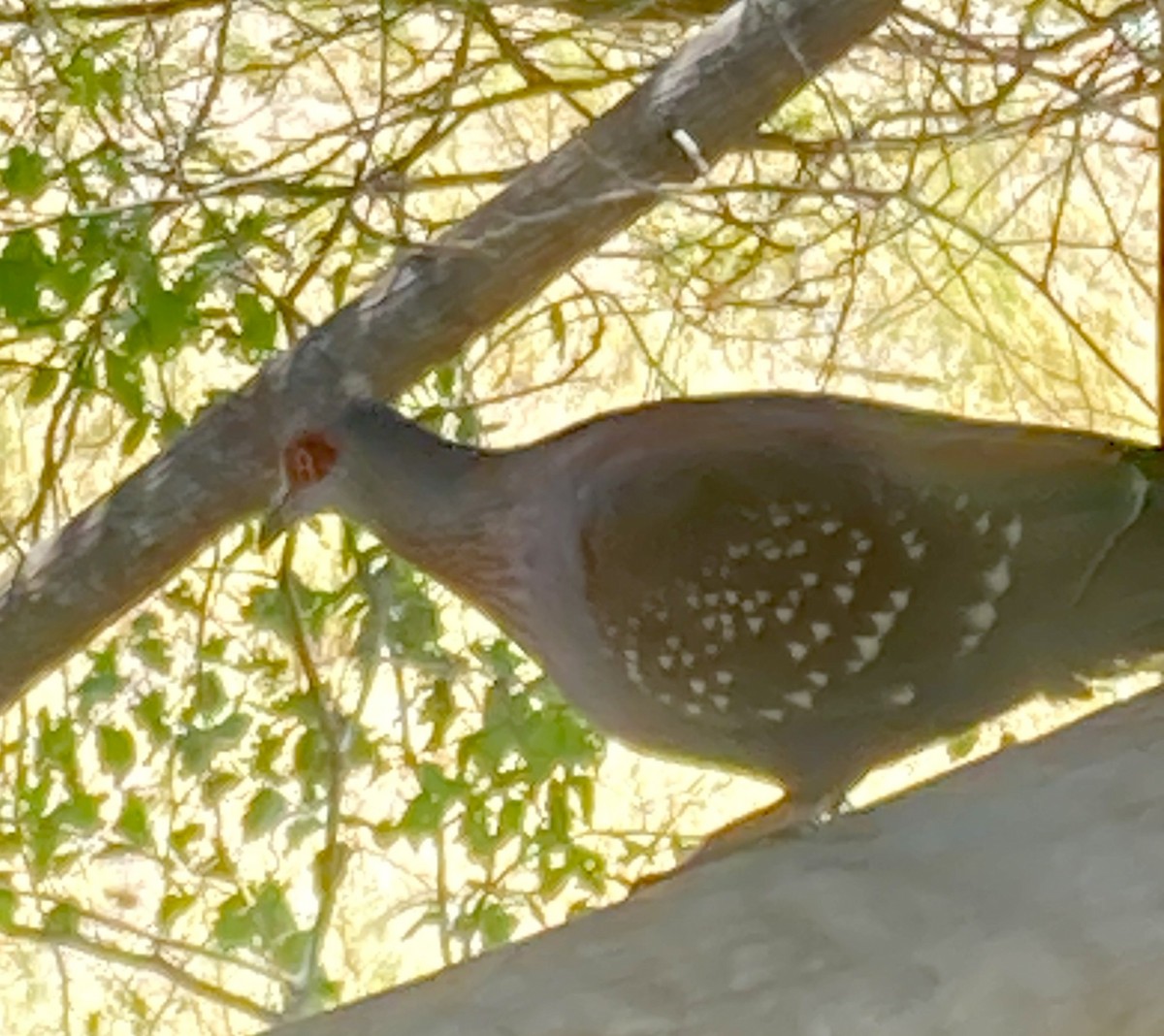 Speckled Pigeon - Art Drauglis