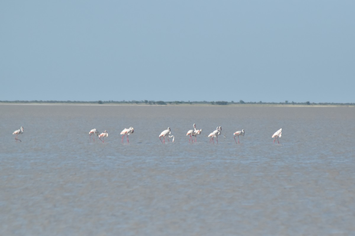 Greater Flamingo - ML547699591