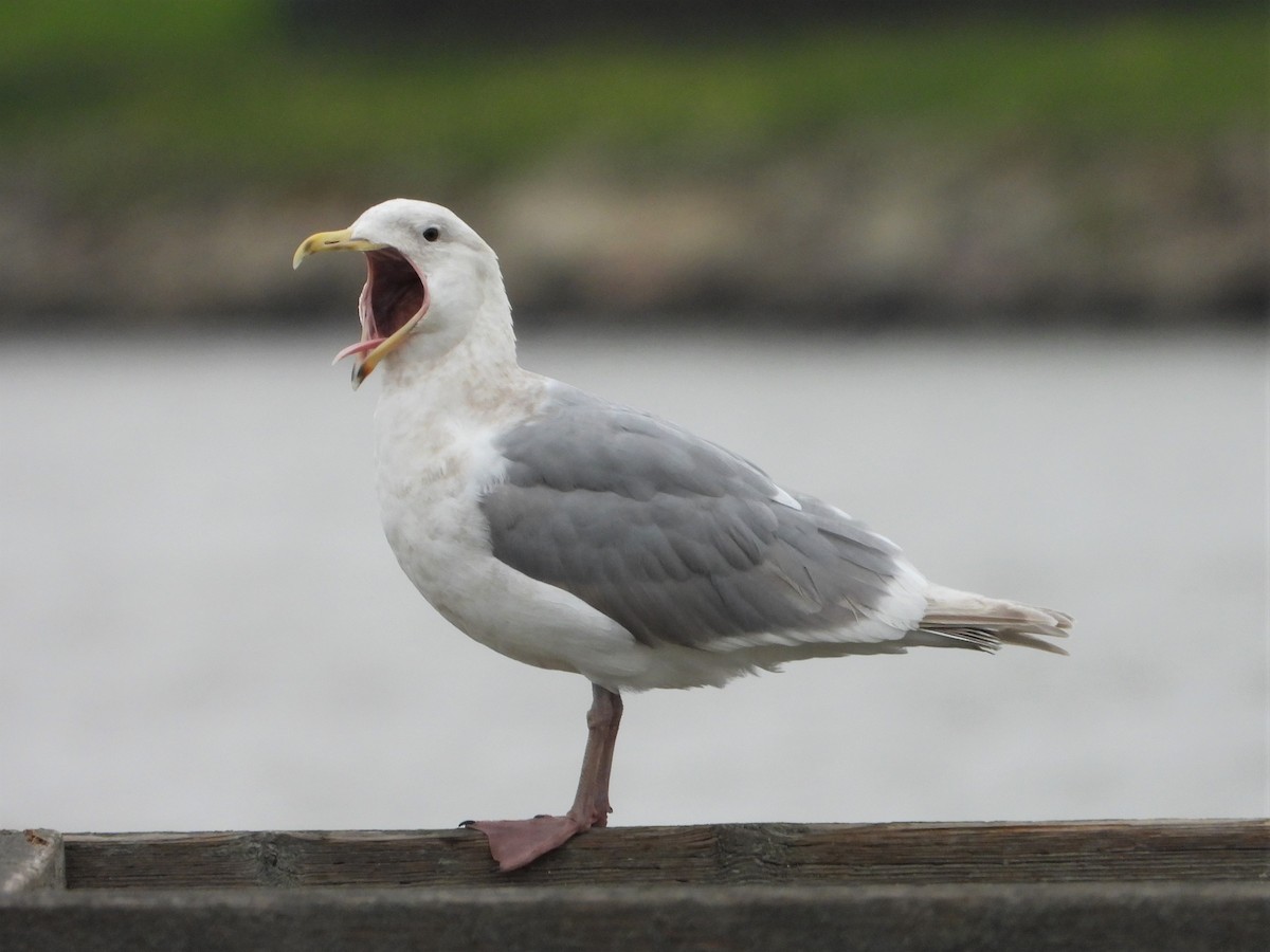 Glaucous-winged Gull - Chris Ortega