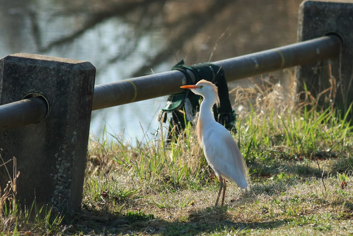 Western Cattle Egret - Patricia Verbovszky