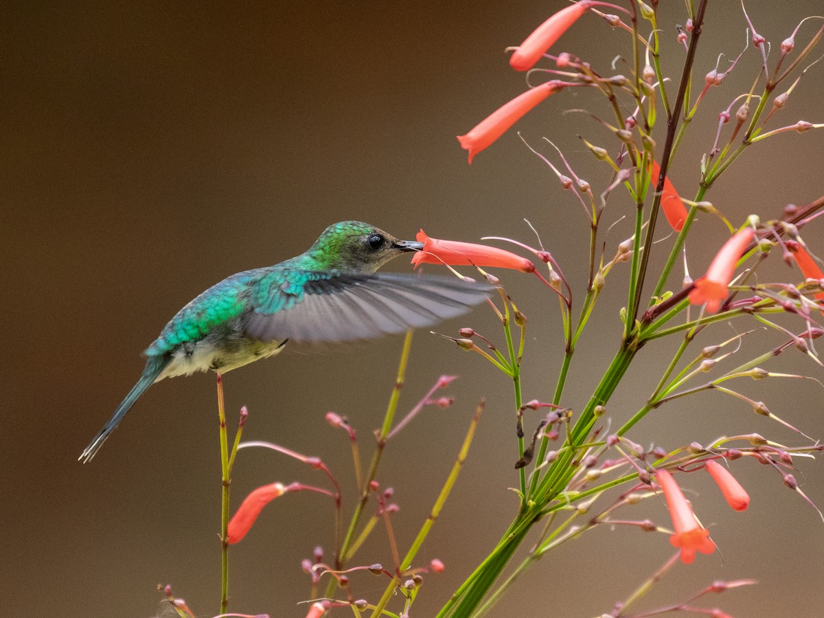 kolibřík pralesní - ML547701791