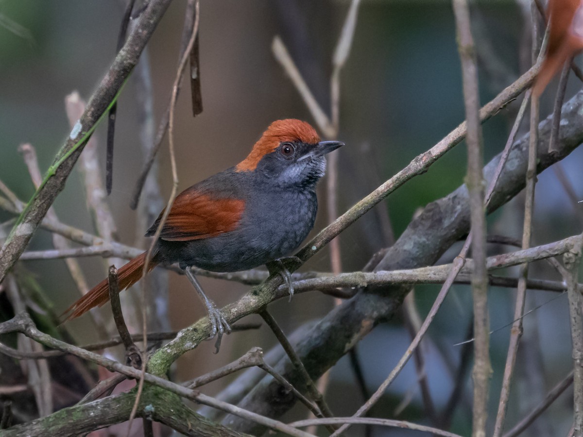 Pinto's Spinetail - ML547702821