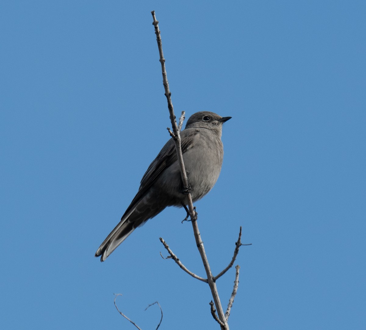 Townsend's Solitaire - ML547710701