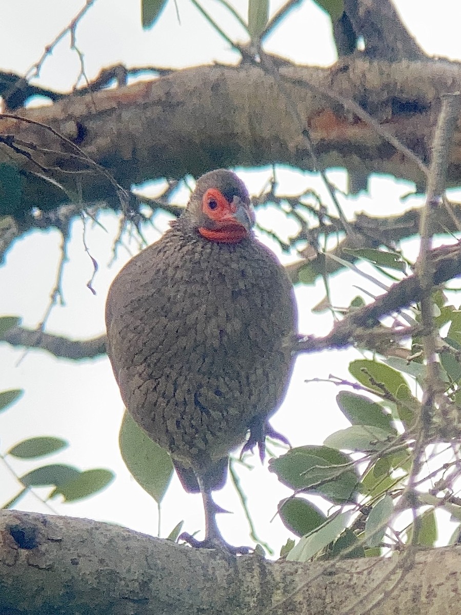Red-necked Spurfowl - ML547711961