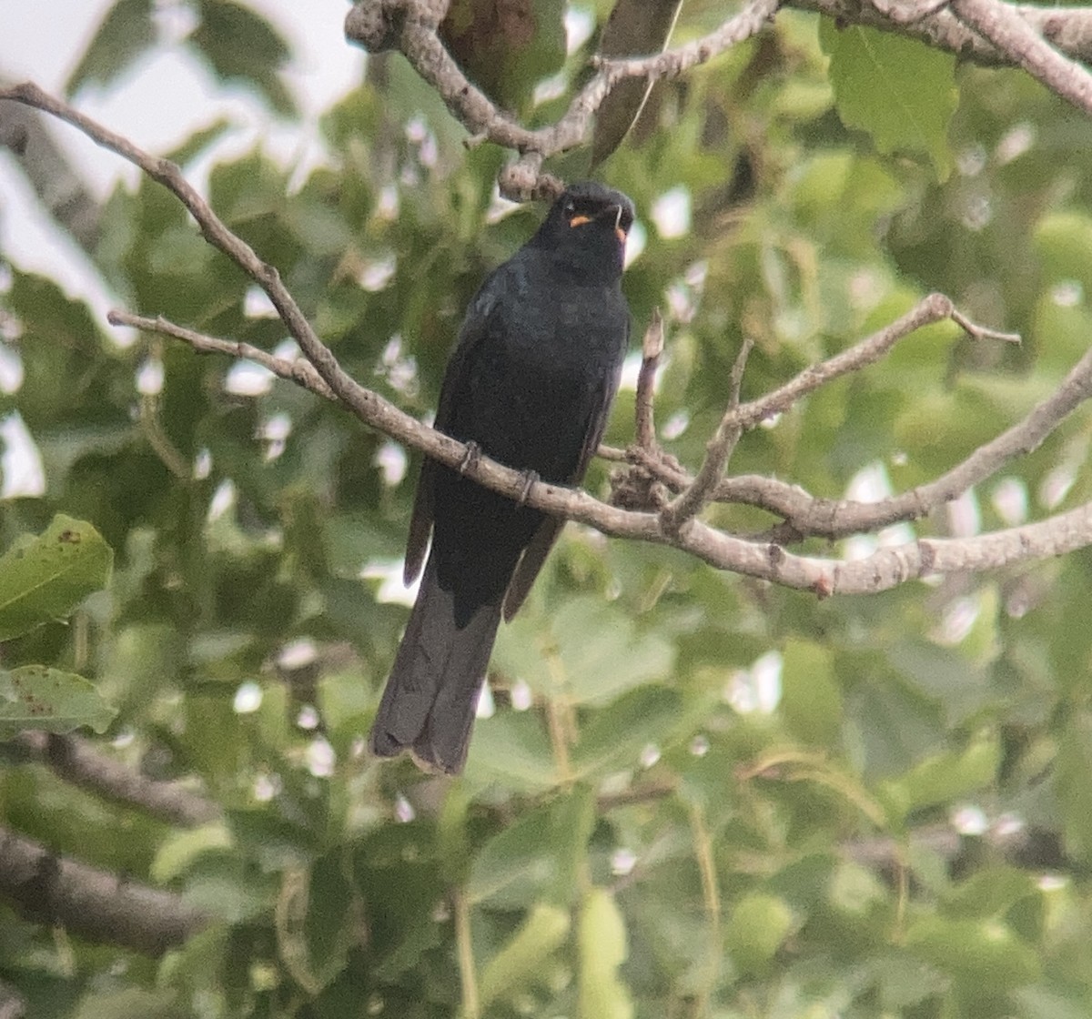 Fork-tailed Drongo - ML547712601