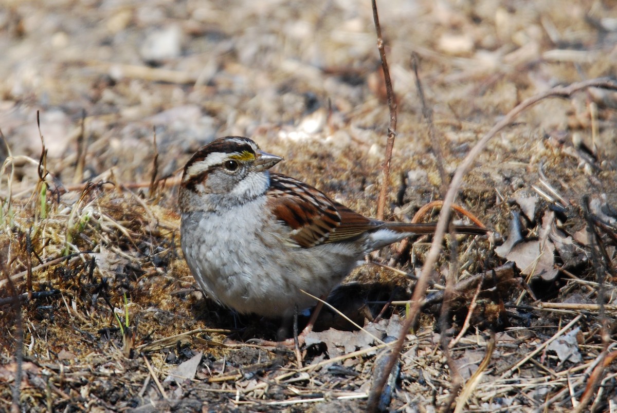 White-throated Sparrow - ML547717131