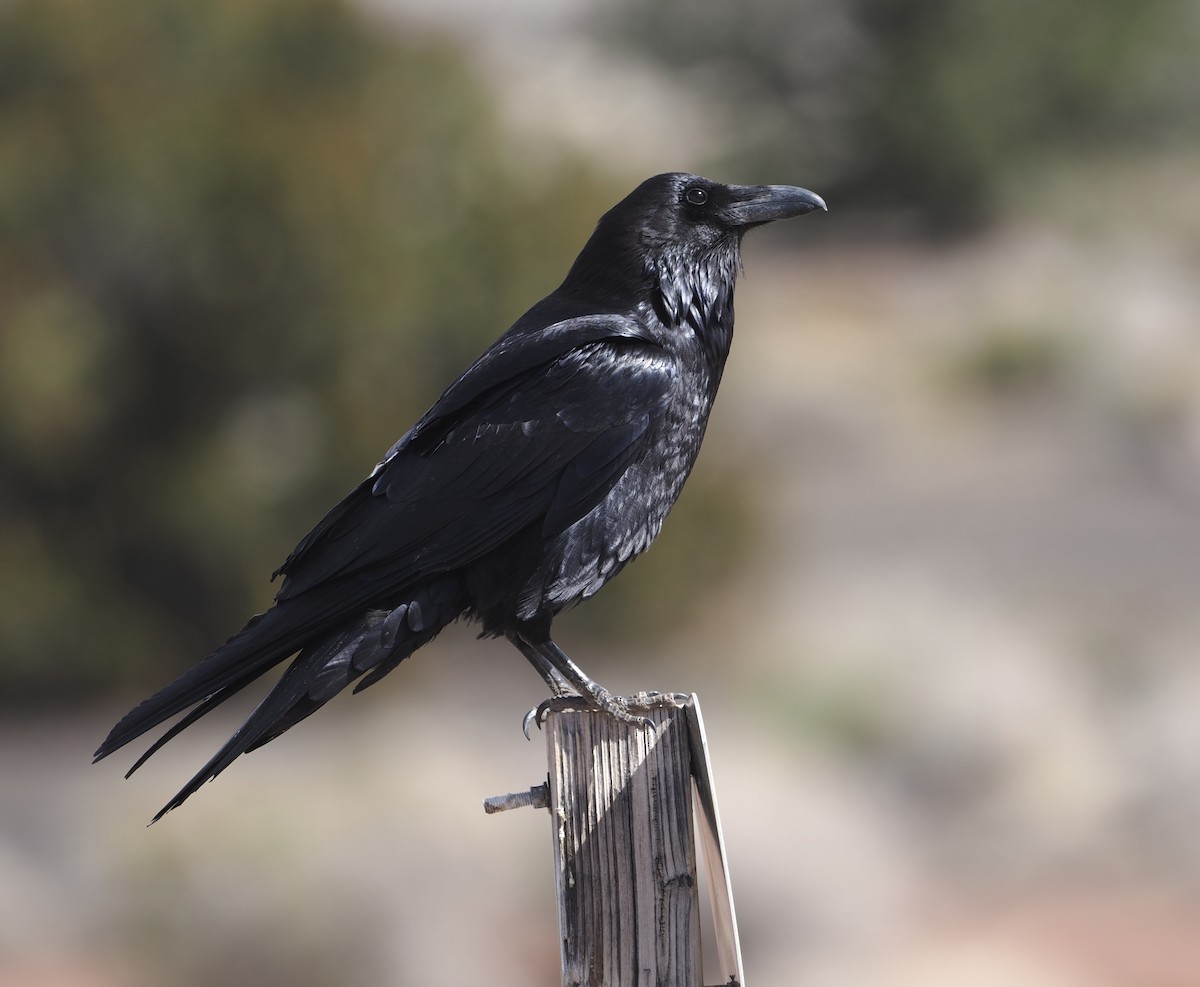 Common Raven - ML547717201