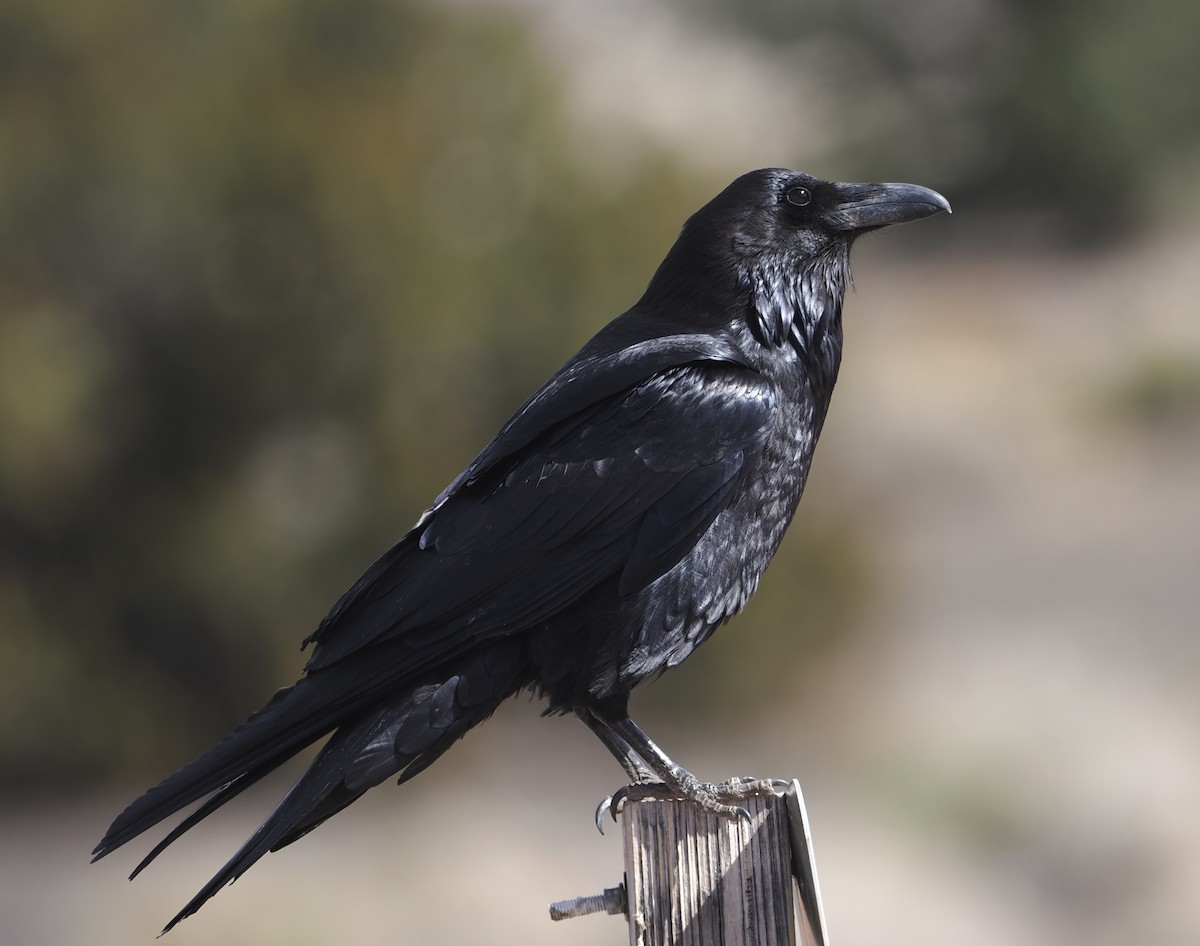 Common Raven - ML547717251