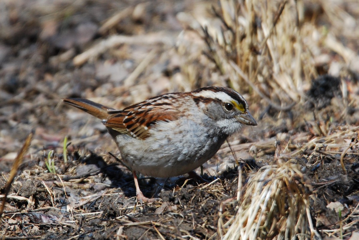 White-throated Sparrow - ML547717261