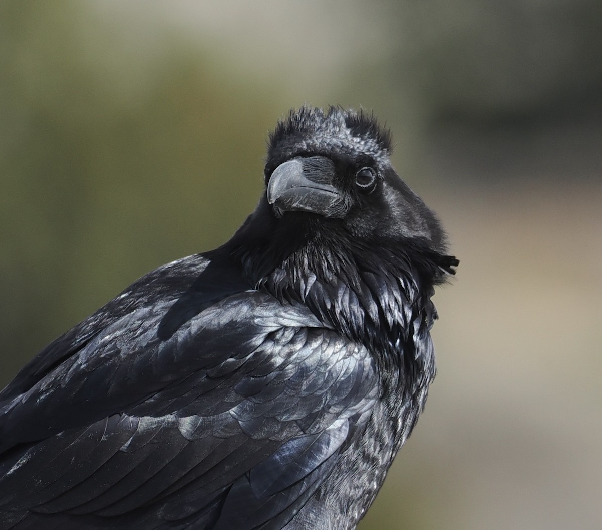 Common Raven - ML547717311