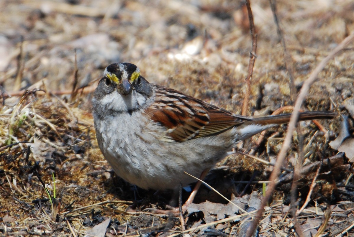 White-throated Sparrow - ML547717331