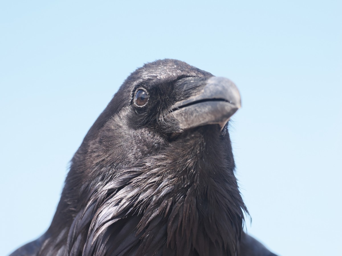 Common Raven - ML547717401
