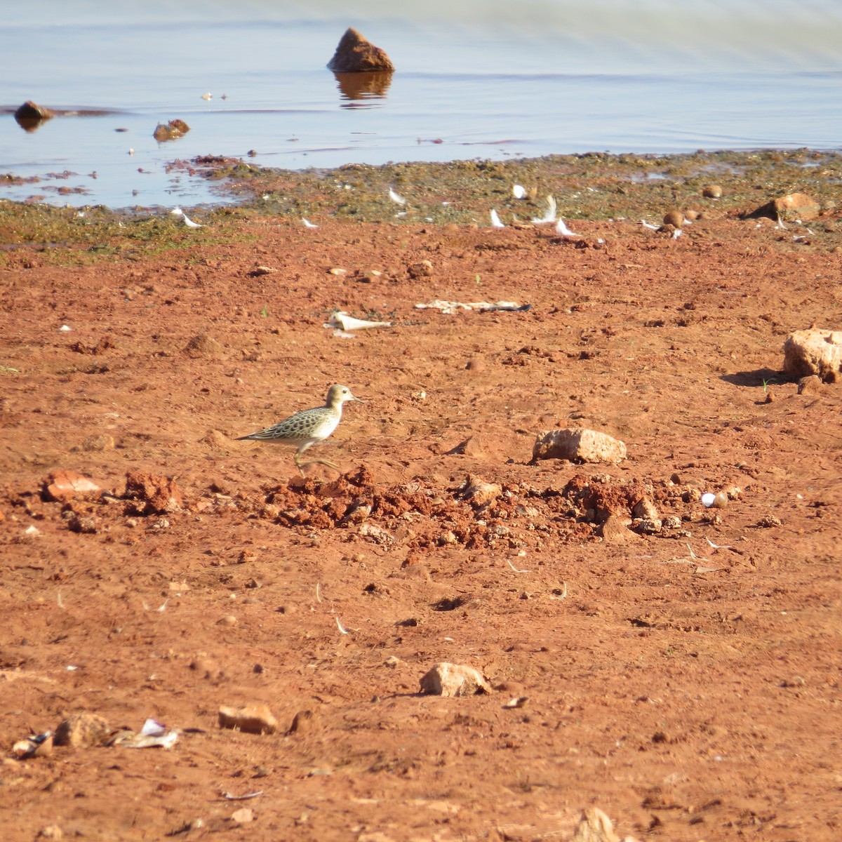 Buff-breasted Sandpiper - Anonymous