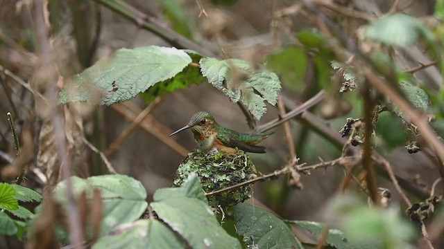 Allen's Hummingbird - ML547721001