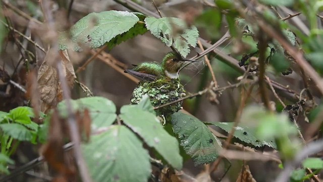 Allen's Hummingbird - ML547721031
