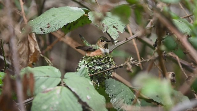 Allen's Hummingbird - ML547721051