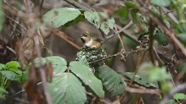 Allen's Hummingbird - ML547721061