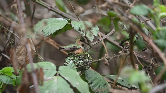 Allen's Hummingbird - ML547721091