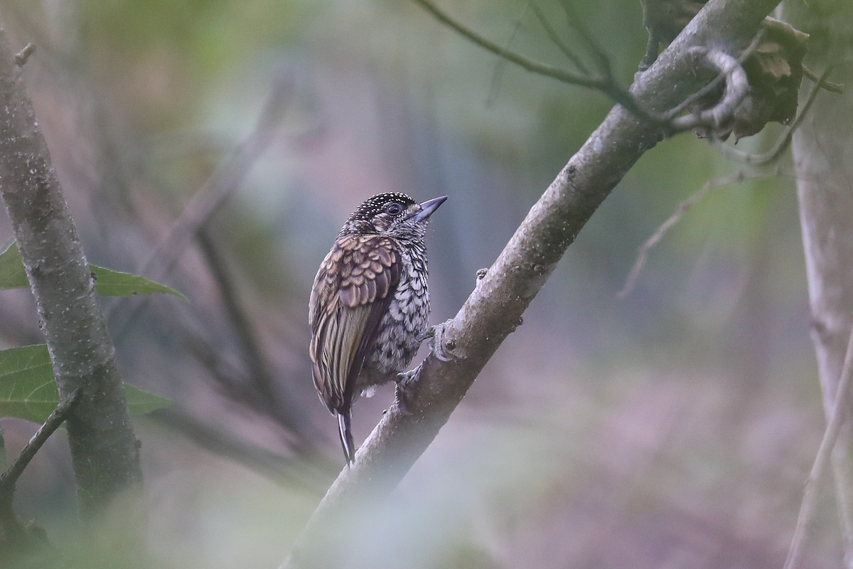 Scaled Piculet - ML547721801