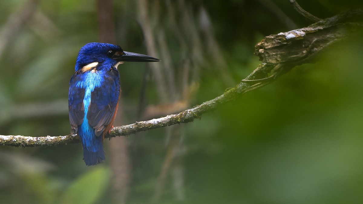 Shining-blue Kingfisher - Paul Wilson