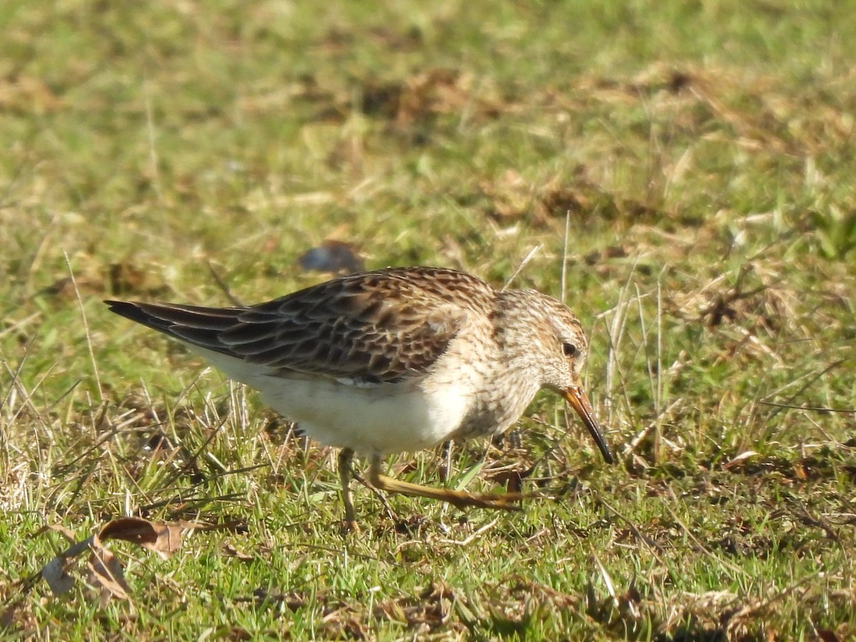 eBird Checklist 20 Mar 2023 Heckscher SP, East Islip 26 species