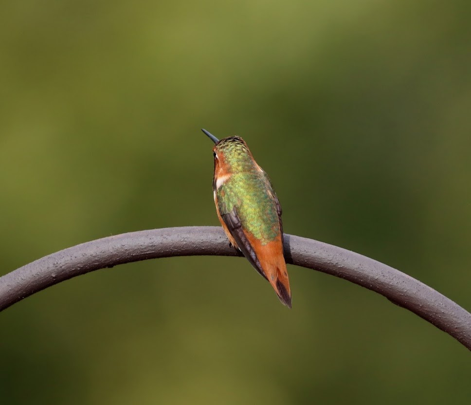 Allen's Hummingbird - ML547727101