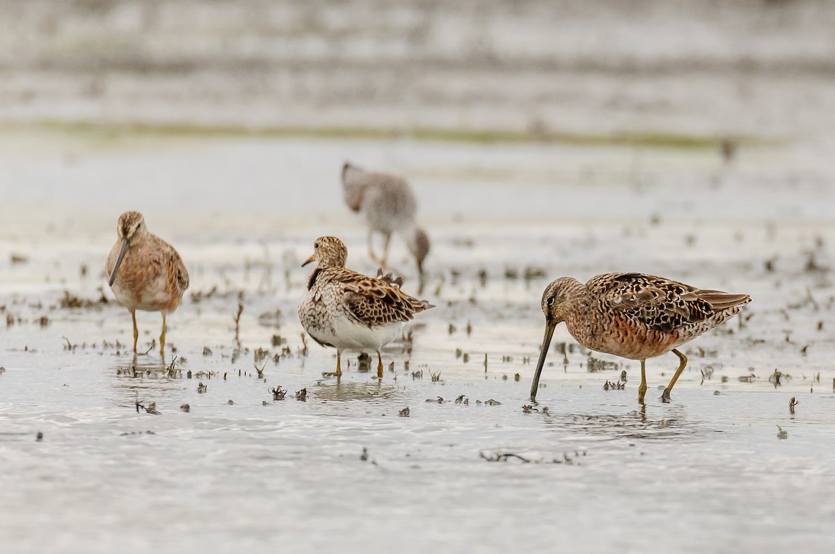 Long-billed Dowitcher - ML54772791