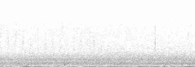 Bécasseau à croupion blanc - ML54773