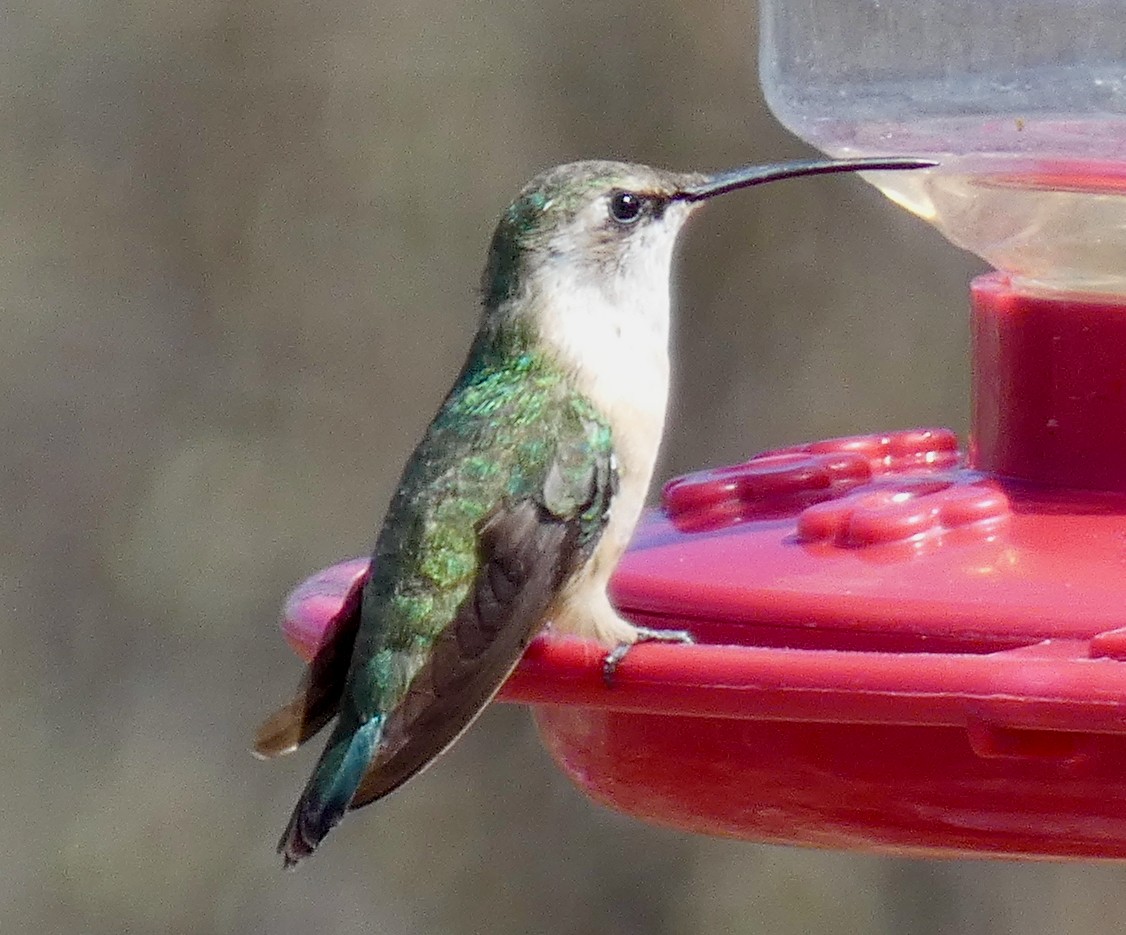 Beautiful Hummingbird - ML547732351